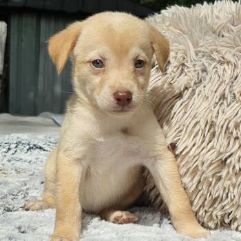 Labrador Retriever Dogs Available for Adoption - Cora | PetCurious