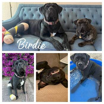 Cane Corso Dogs Available for Adoption in Hollister, California - Birdie | PetCurious