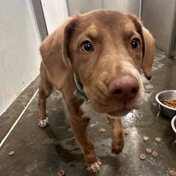 SIENNA -  Labrador Retriever Dog for Adoption in Hannibal, Missouri - SIENNA | PetCurious