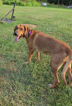 Bailey - At shelter -  Bloodhound Dog for Adoption in Rustburg, Virginia - Bailey - At Shelter | PetCurious