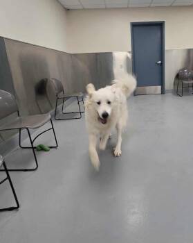 Rescue Great Pyrenees Dogs for Adoption in Silver Springs, Nevada - Ivory | PetCurious