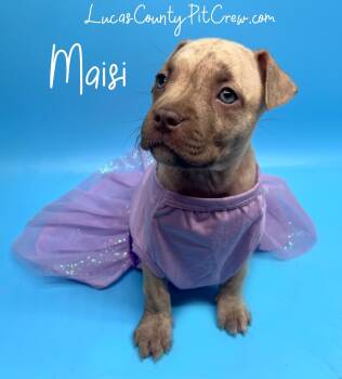 Maisi -  Pit Bull Terrier and Boxer Dog for Adoption in Toledo, Ohio - Maisi | PetCurious