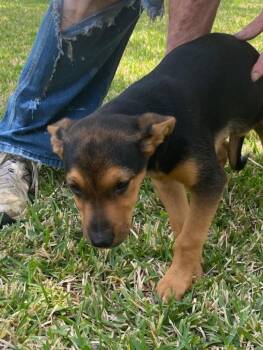 Snickers -  German Shepherd Dog Dog for Adoption in Garland, Texas - Snickers | PetCurious