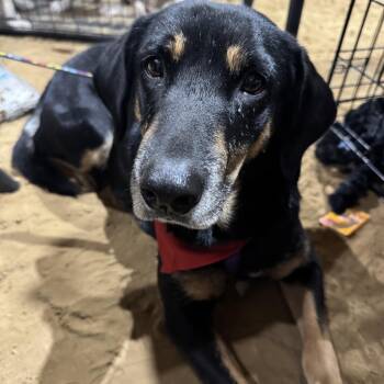 German Shepherd Dog and Cattle Dog Dogs Available for Adoption - Anni | PetCurious