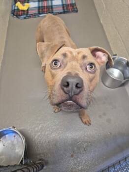 Pit Bull Terrier Dogs Available for Adoption in Hagerstown, Maryland - BROWNIE | PetCurious