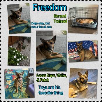 German Shepherd Dog Dogs Available for Adoption in Pflugerville, Texas - Freedom  | PetCurious