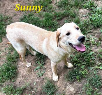 Sunny -  Yellow Labrador Retriever Dog for Adoption in La Crescent, Minnesota - Sunny | PetCurious