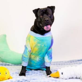 Mixed Breed and Pit Bull Terrier Dogs Available for Adoption - Toby | PetCurious