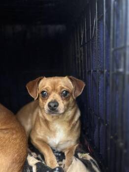 Chihuahua and Mixed Breed Dogs Available for Adoption in Chula Vista, California - DIEGO | PetCurious