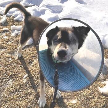 Siberian Husky Dogs Available for Adoption - Tanner | PetCurious