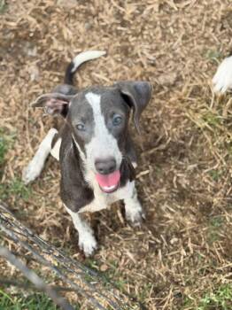 Dachshund Dogs Available for Adoption in Lutz, Florida - Delilah | PetCurious