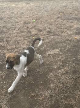 Rescue Mixed Breed Dogs for Adoption in Havre, Montana - Zipp | PetCurious