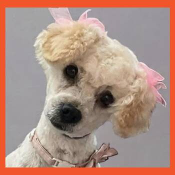 Miniature Poodle Dogs Available for Adoption in San Francisco, California - Isabella | PetCurious