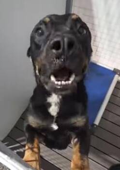 Pit Bull Terrier Dogs Available for Adoption in Frazier Park, California - Toast | PetCurious