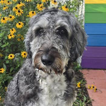 Ethel -  Goldendoodle Dog for Adoption in Normal, Illinois - Ethel | PetCurious
