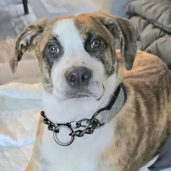 Rescue Labrador Retriever Dogs for Adoption in New York, New York - RICO "In NY: Foster Or Forever Home Needed!" | PetCurious