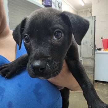 Rescue Labrador Retriever Dogs for Adoption in Clanton, Alabama - Turkey | PetCurious