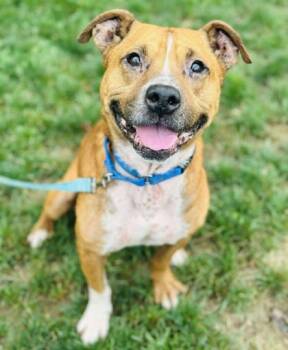 Rescue Mixed Breed Dogs for Adoption in West Chester, Pennsylvania - Dillan | PetCurious