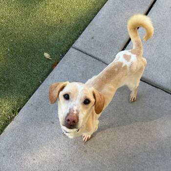 Thelma (Left) -  Cardigan Welsh Corgi and Yellow Labrador Retriever Dog for Adoption in Toledo, Ohio - Thelma (Left) | PetCurious
