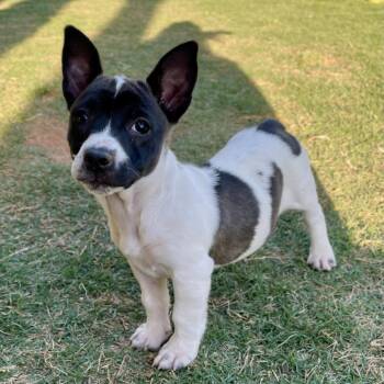 Corgi and Terrier Dogs Available for Adoption in Fayetteville, Georgia - Rizzoli | PetCurious