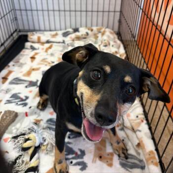 Mixed Breed Dogs Available for Adoption in Bentonville, Arkansas - Crackers | PetCurious