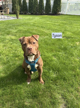 Rescue Pit Bull Terrier Dogs for Adoption in Brewster, New York - Tyson | PetCurious