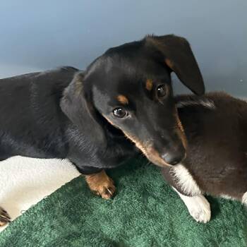 Dachshund Dogs Available for Adoption in Boulder, Colorado - Kevin | PetCurious