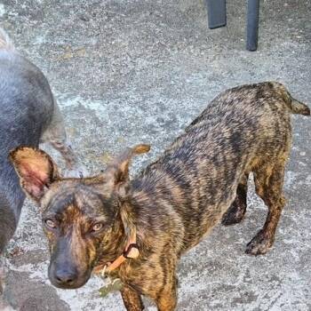 Molly -  Chiweenie Dog for Adoption in Houston, Texas - Molly | PetCurious
