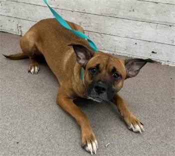 German Shepherd Dog and Mixed Breed Dogs Available for Adoption - CALLIE | PetCurious