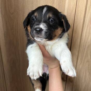 Mixed Breed Dogs Available for Adoption - Tatum | PetCurious