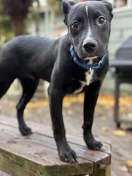 Sprawl -  Terrier and Mixed Breed Dog for Adoption in Bellevue, Washington - Sprawl | PetCurious