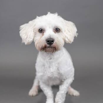Cooper -  Poodle Dog for Adoption in Portland, Oregon - Cooper | PetCurious