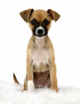 Pool: High Dive -  Chihuahua and Italian Greyhound Dog for Adoption in Palo Alto, California - Pool: High Dive | PetCurious