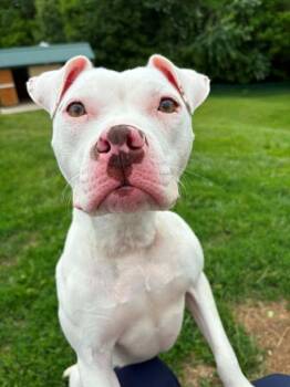 Pit Bull Terrier and Mixed Breed Dogs Available for Adoption in St. Peters, Missouri - LILO | PetCurious