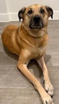 Shepherd Dogs Available for Adoption - Nova (CP) | PetCurious