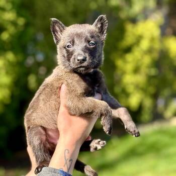 Belgian Shepherd Malinois Dogs Available for Adoption in Bellingham, Washington - Gennaro(Light Pink) | PetCurious