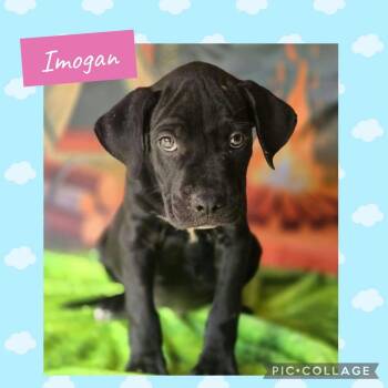 Imogan -  Labrador Retriever Dog for Adoption in Ringwood, New Jersey - Imogan | PetCurious