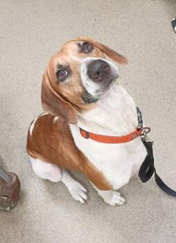 Bagel -  Hound and Mixed Breed Dog for Adoption in Palm Coast, Florida - Bagel | PetCurious