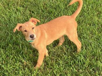 Jessie -  Golden Retriever Dog for Adoption in Cincinnati, Ohio - Jessie | PetCurious