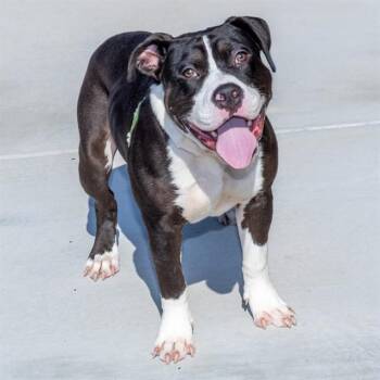 POTATO -  Pit Bull Terrier and Mixed Breed Dog for Adoption in St. Louis, Missouri - POTATO | PetCurious