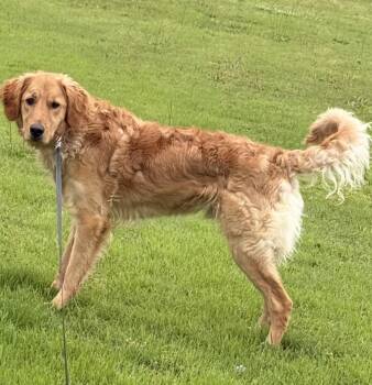 Golden Retriever Dogs Available for Adoption in Pembroke, Massachusetts - Finnigan | PetCurious
