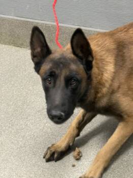 Rescue Belgian Shepherd Malinois and German Shepherd Dog Dogs for Adoption in Las Vegas, Nevada - ROCKY | PetCurious