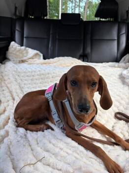 Ember -  Beagle and Redbone Coonhound Dog for Adoption in Charleston, South Carolina - Ember | PetCurious