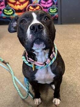 Rescue Pit Bull Terrier Dogs for Adoption in Cleveland, Ohio - Glimmer | PetCurious