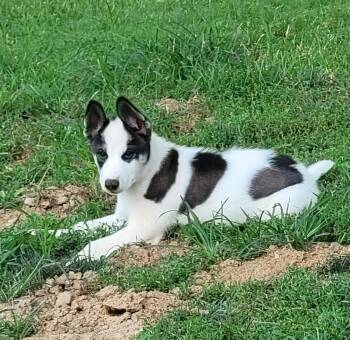 Gilbert -  Siberian Husky and Australian Cattle Dog Blue Heeler Dog for Adoption - Gilbert | PetCurious