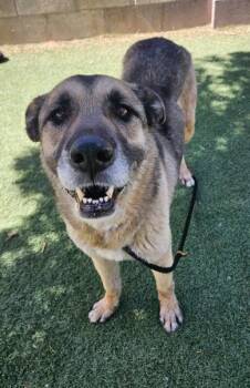 German Shepherd Dog Dogs Available for Adoption in Sedalia, Colorado - Sweet Potato | PetCurious