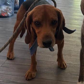 Everett -  Beagle Dog for Adoption - Everett | PetCurious