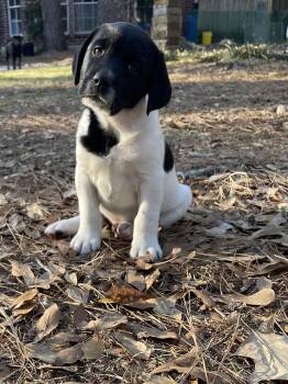Labrador Retriever Dogs Available for Adoption - Keeni | PetCurious