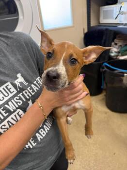 Jenny -  Australian Cattle Dog Blue Heeler Dog for Adoption in Rockwall, Texas - Jenny | PetCurious