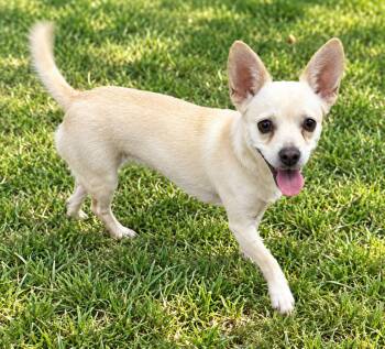 Maisey -  Chiweenie Dog for Adoption in Bandera, Texas - Maisey | PetCurious